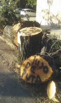   Indignación de los vecinos por la extracción de árboles en buen estado,  una práctica muy difundida en la Ciudad