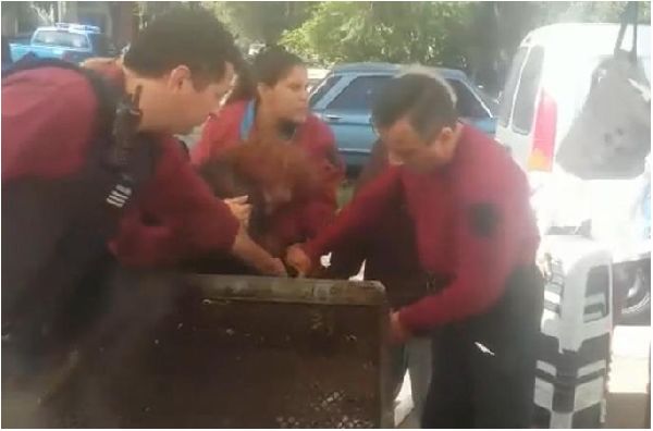 Desproporcionado operativo de la Policía de la Ciudad para secuestrar la parrilla y mercadería de una jubilada que vendía comida en el Parque Avellaneda
