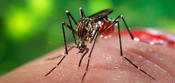 La Comisión de Salud elevó  recomendaciones sobre el dengue a la Junta Comunal 9