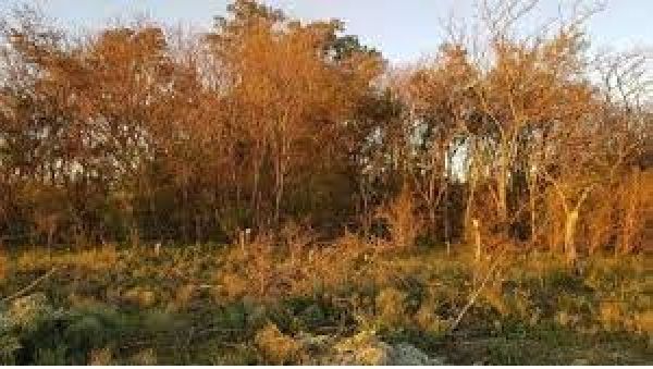 El gobierno porteño tala árboles en la Reserva Ecológica para instalar un bar