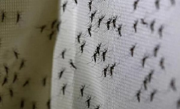 La invasiÃ³n de mosquitos estÃ¡ relacionada al Cambio ClimÃ¡tico