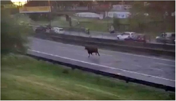 Dos vacas que eran llevadas al Mercado de Hacienda se escaparon y corrieron por la autopista Dellepiane y distintas calles de Villa Lugano