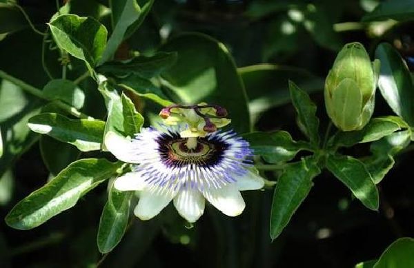 La FAUBA crea un vivero institucional de especies nativas